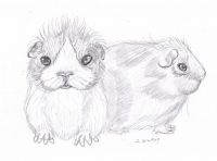 Fluffy Guineas